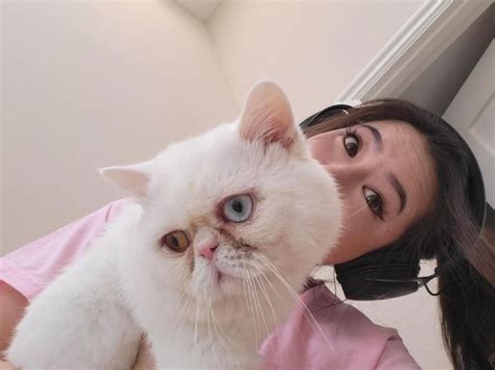 fuslie Pets