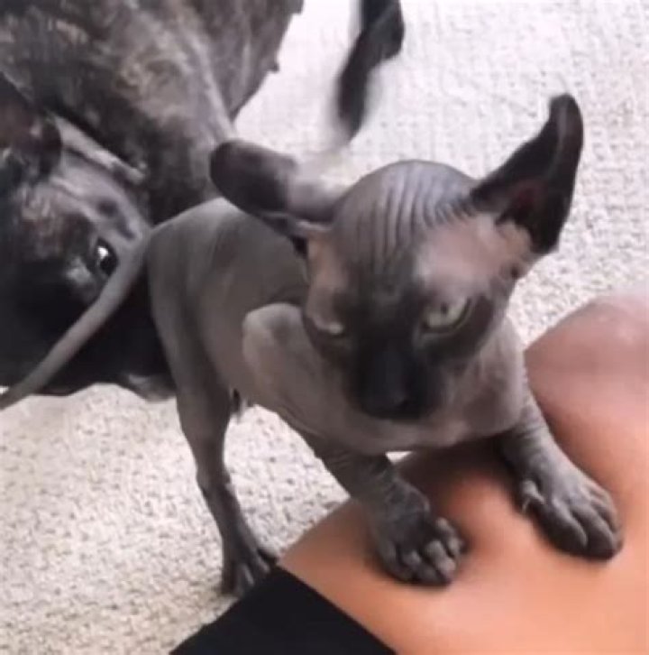 SZA Pets
