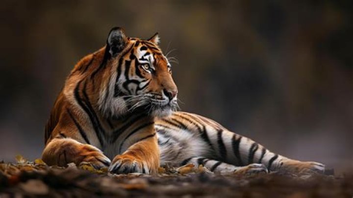 tiger